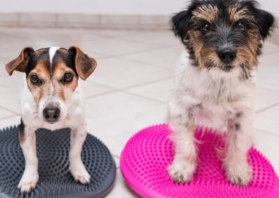 Propriozeptionstraining Hundephysiotherapie