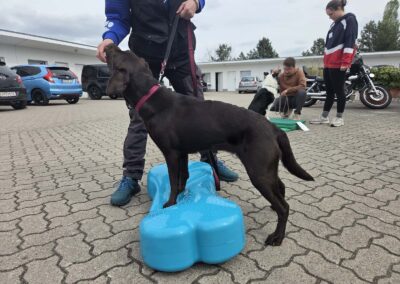 Hundephysiotherapie Entspannungsphase