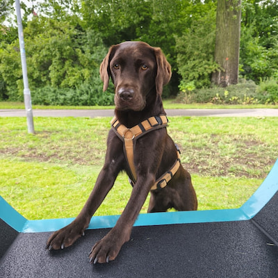 Hundephysiotherapie Rostock aktive Bewegungstherapie