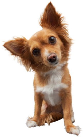 Hundephysiotherapie Rostock Kontakt